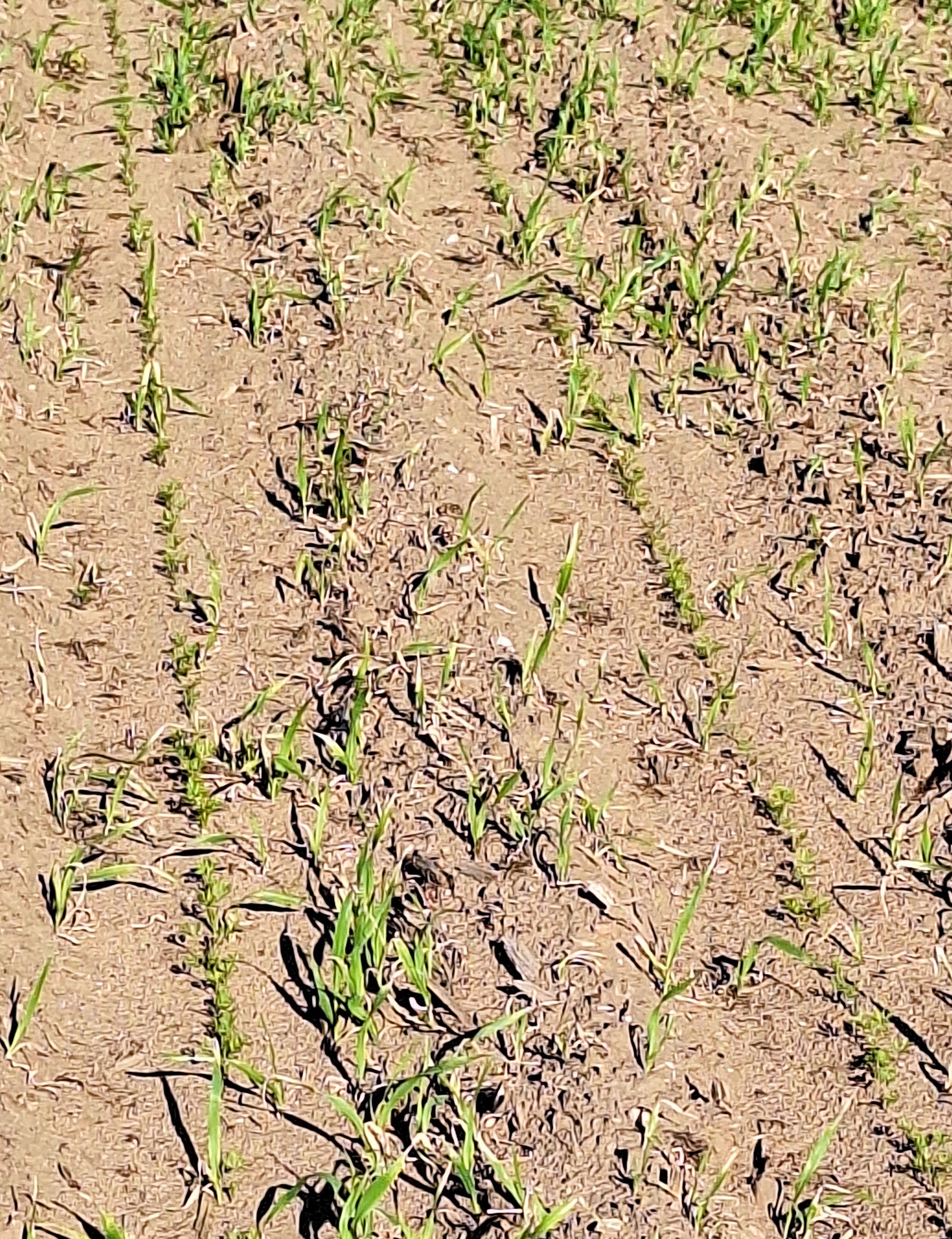Rows of carrots starting to emerge from the ground.